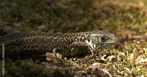Lagarto verdinegro