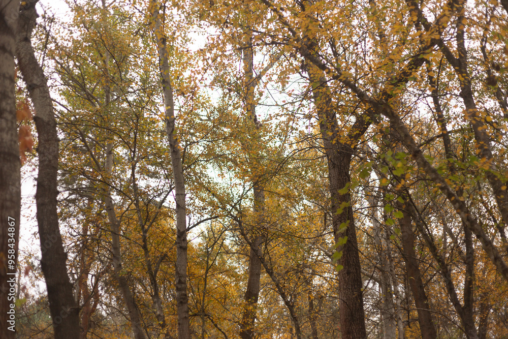 Echoes of Silence in Autumn Forest Echoes of Silence in Autumn Forest