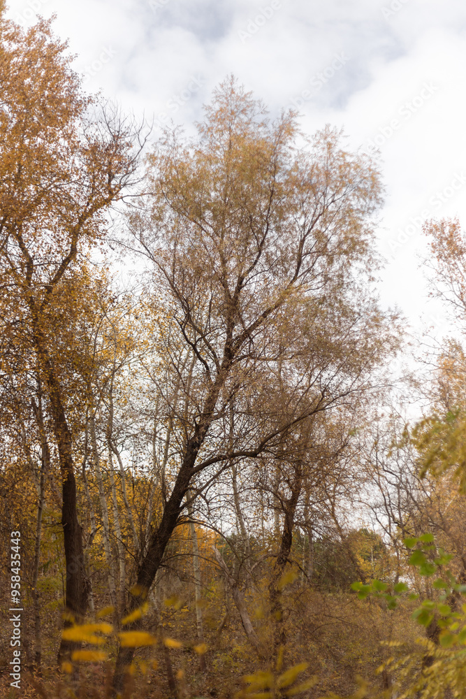 Whispers of the Autumn Forest Serenity Whispers of the Autumn Forest Serenity