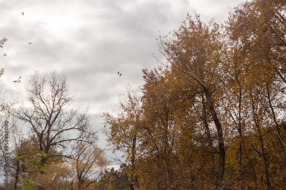 Golden Leaves Dance in Forest Winds Golden Leaves Dance in Forest Winds