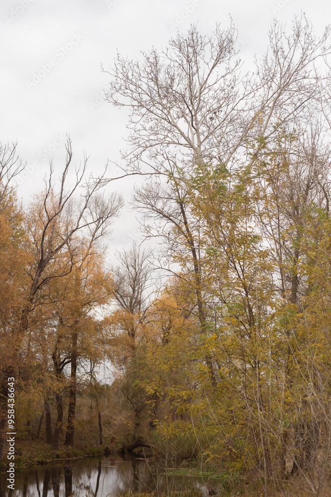 Golden Leaves Dance in Forest Winds Golden Leaves Dance in Forest Winds