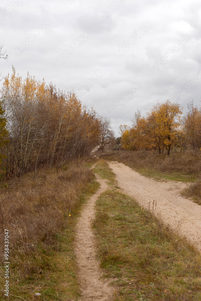 Embracing the Tranquility of Autumn Woods Embracing the Tranquility of Autumn Woods
