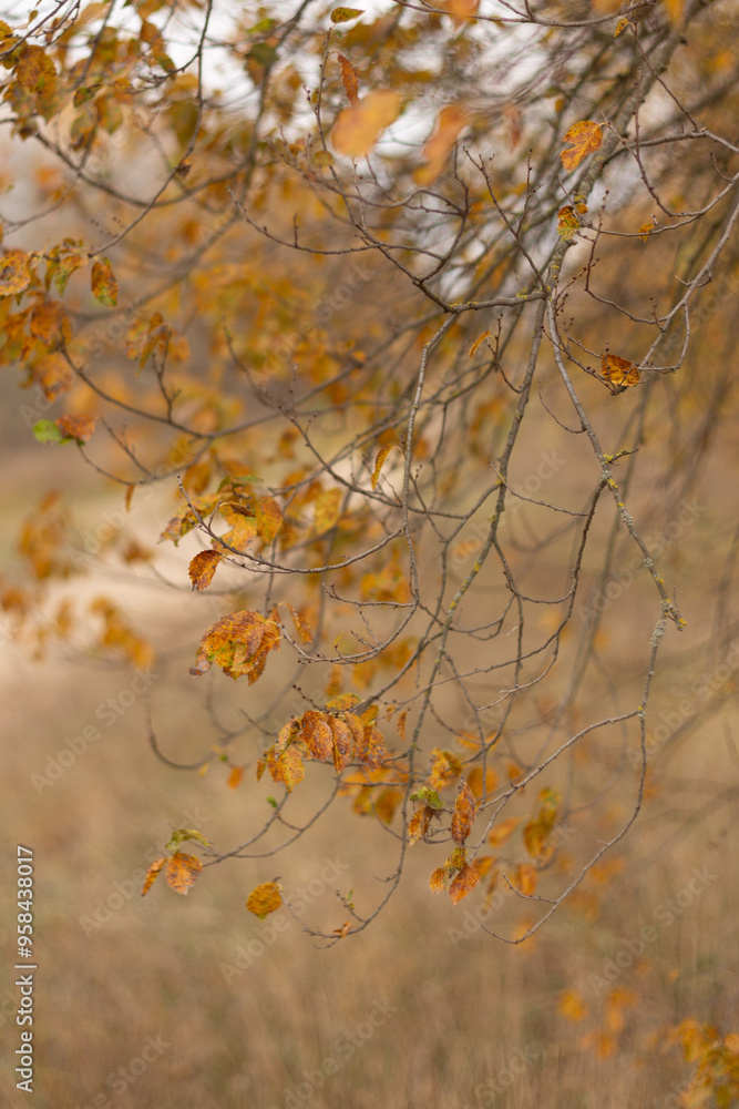 Embracing the Tranquility of Autumn Woods Embracing the Tranquility of Autumn Woods