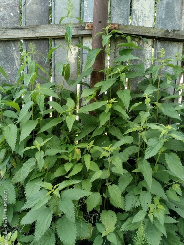 Nettle thickets, prickly nettles grow near the fence, weeds