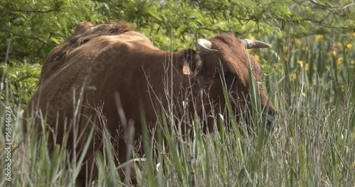Vaca en el campo
