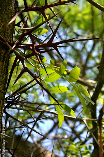 Spines of Gleditsia tree (honey locust), closeup photo