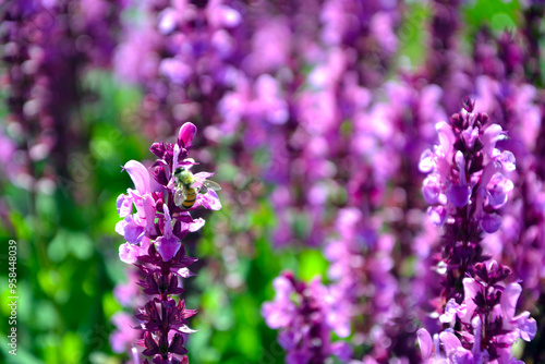 Bee or honeybee (Apis Mellifera), european or western honey bee sitting on the Salvia nemorosa (the woodland sage, Balkan clary, blue sage or wild sage) purple flowers. Natural background photo