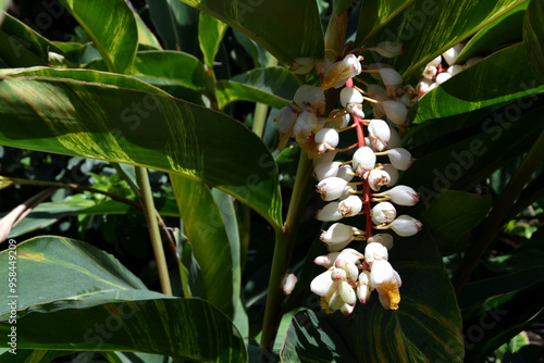 Alpinia zerumbet, commonly known as shell ginger. Alpinia zerumbet flower. Other names: pink porcelain lily, variegated ginger, butterfly ginger, light galangal, sannin, shanin, sami, sani. photo