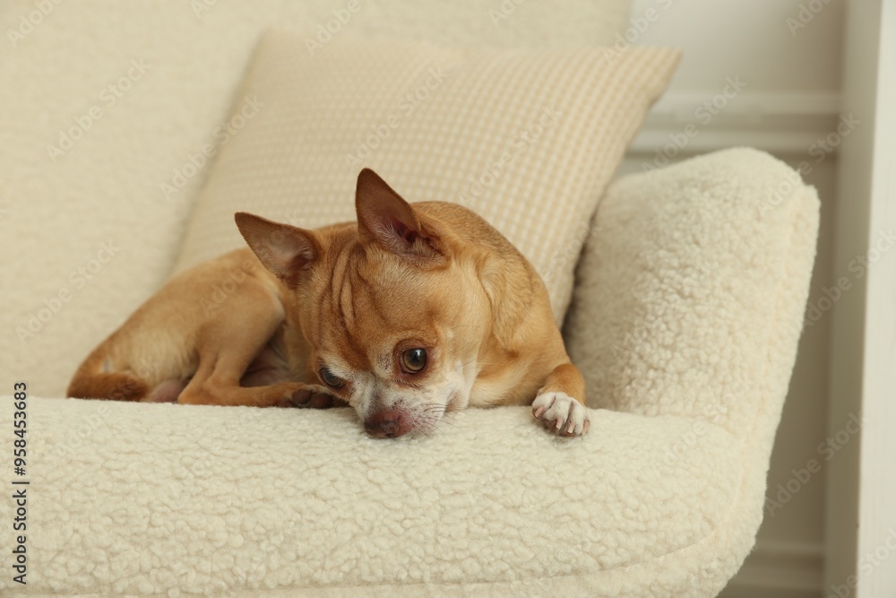 Cute Chihuahua dog lying on armchair at home Cute Chihuahua dog lying on armchair at home