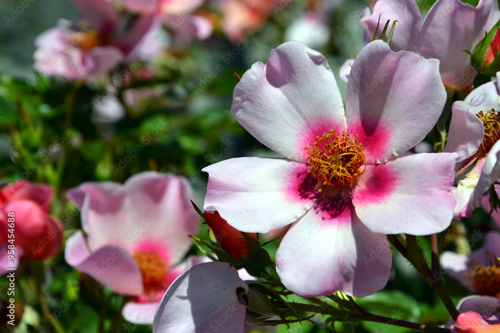Cheweyesup rose, For Your Eyes Only. Single pink bloom with a distinctive rich pink eye Cheweyesup rose, For Your Eyes Only. Single pink bloom with a distinctive rich pink eye