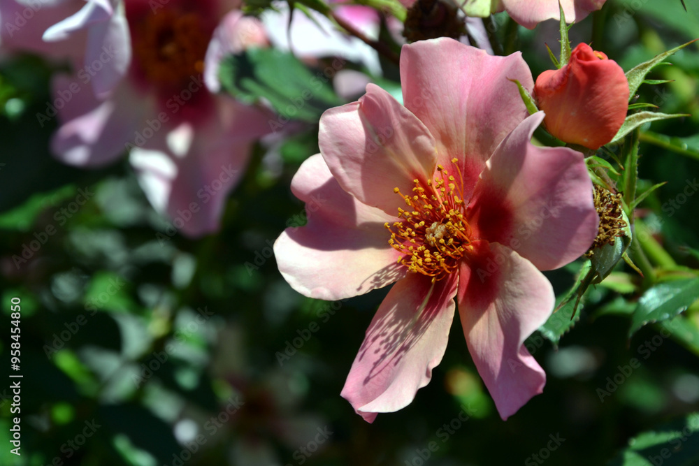 Cheweyesup rose, For Your Eyes Only. Single pink bloom with a distinctive rich pink eye Cheweyesup rose, For Your Eyes Only. Single pink bloom with a distinctive rich pink eye