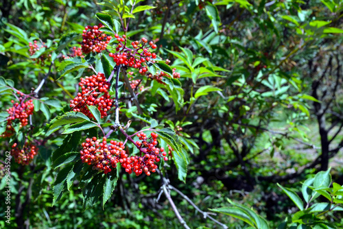 Sambucus racemosa (red elderberry and red-berried elder) red fruits on the tree photo