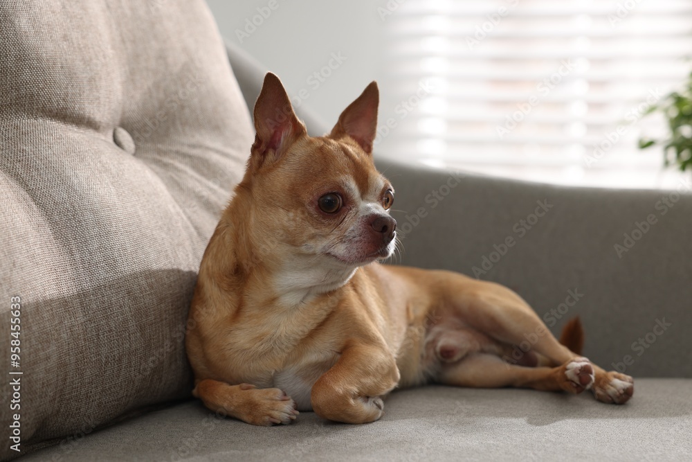 Chihuahua dog on soft sofa. Cute animal Chihuahua dog on soft sofa. Cute animal