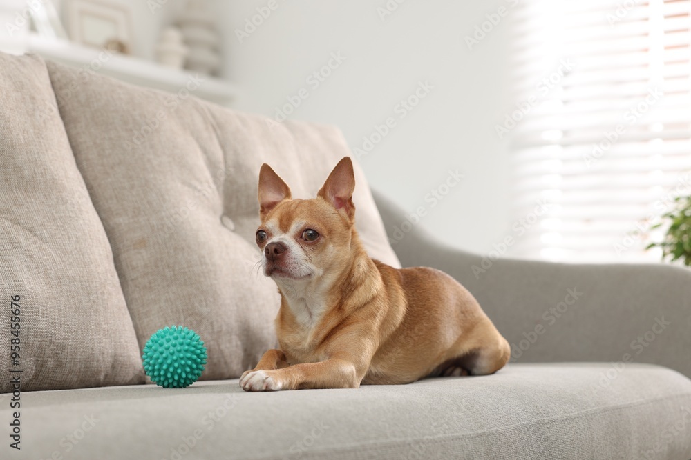 Cute Chihuahua dog with toy on sofa Cute Chihuahua dog with toy on sofa