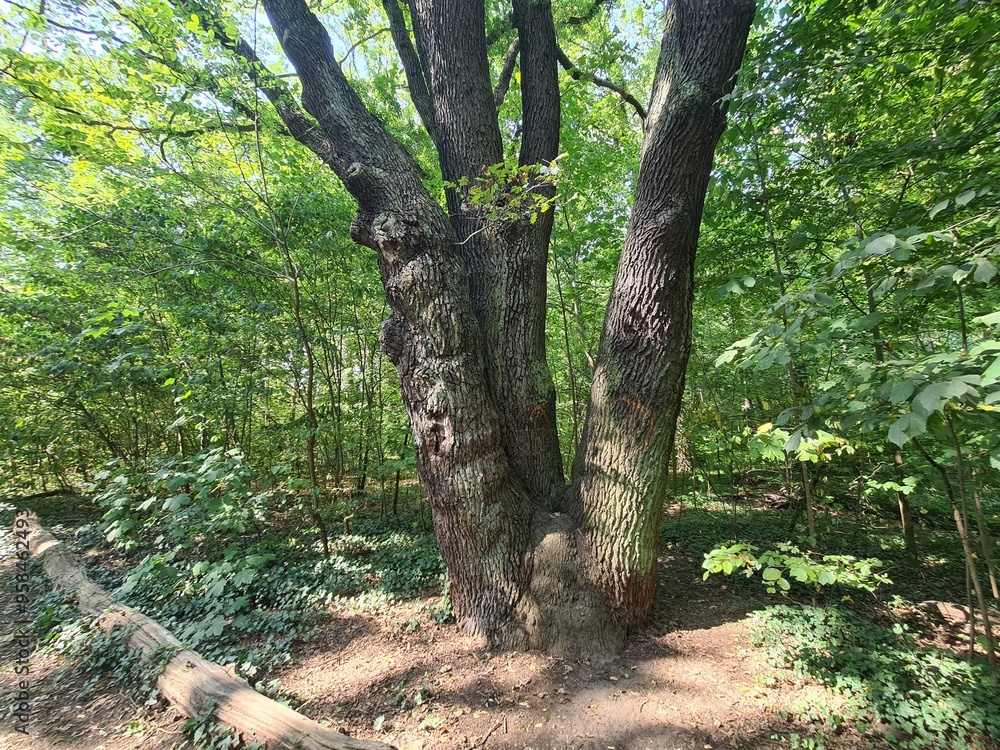 Obraz premium Baumlandschaft im Plänterwald in Berlin Treptow