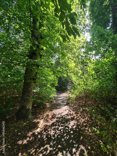 Naturpfad im Plänterwald in Berlin Treptow