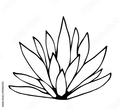 Succulent plant, agave, aloe vera. Thick leaves. Vegetation and nature. Simple vector drawing with black outline. Sketch in ink.