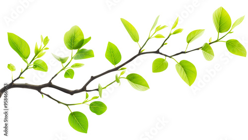 Young Spring Leaves on a Delicate Twig Isolated on a White Background.