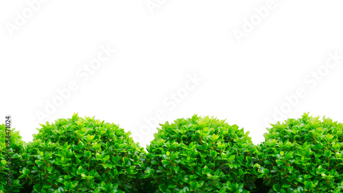 Lush Green Bushes Isolated a White Background.