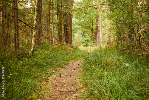 leśna ścieżka  photo