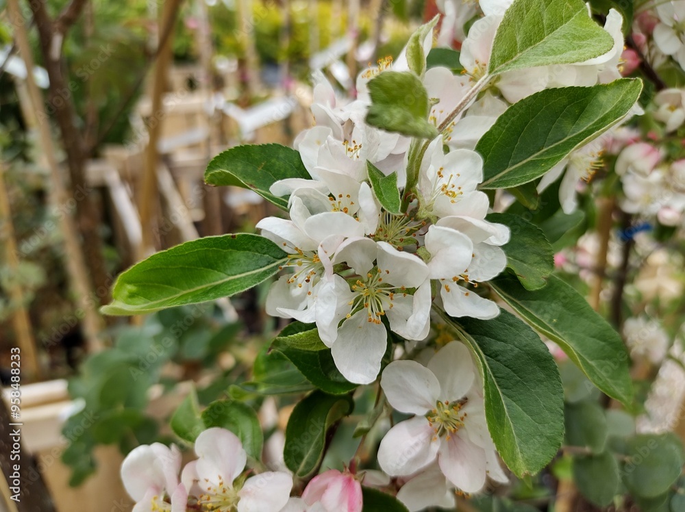 Obraz premium Malus 'Butterball'