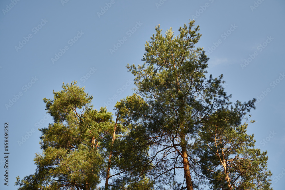 Obraz premium sosny,niebo 