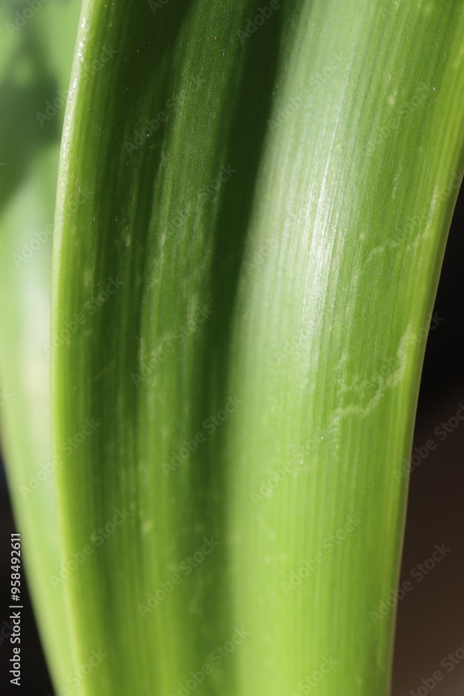 Obraz premium HIPPEASTRUM SUSAN róż Zwartnica Cebula Amarylis