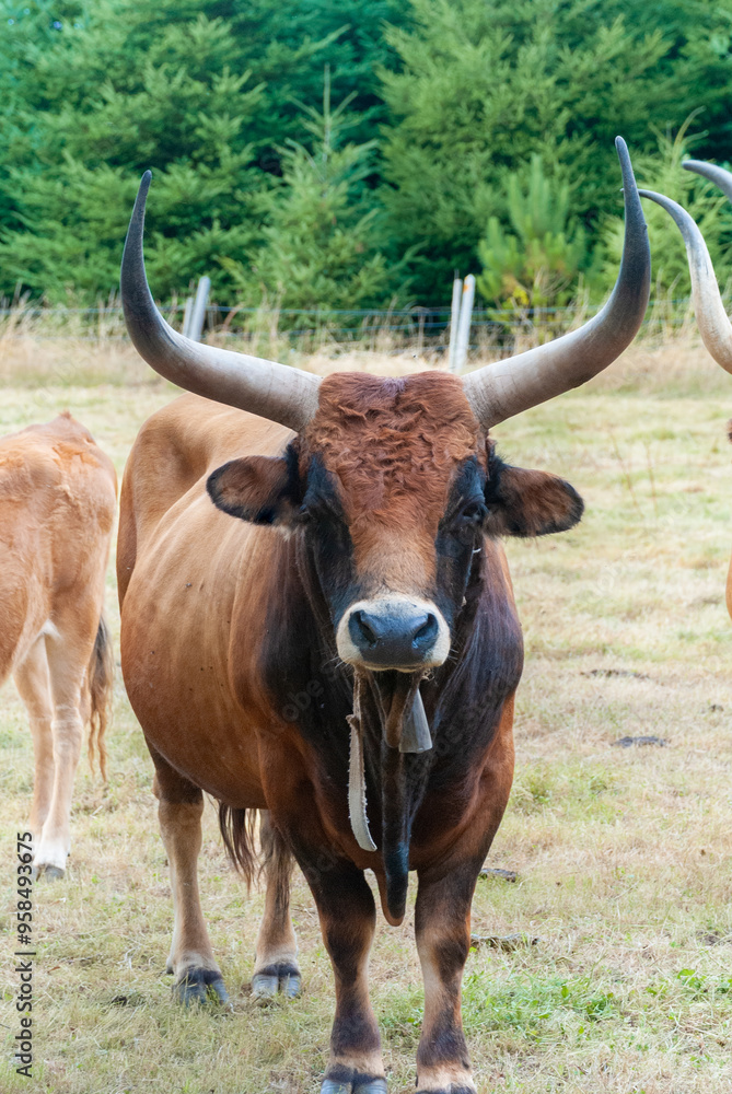 Majestic Cachena Cow with Impressive Horns in Pasture Majestic Cachena Cow with Impressive Horns in Pasture