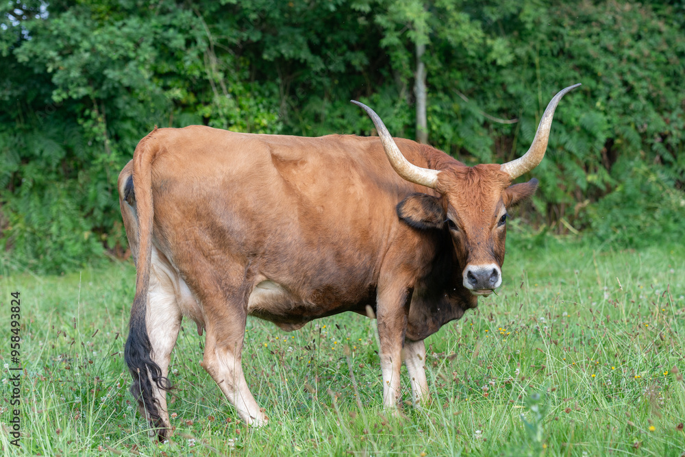 Grazing Cachena cow with long horns in green pasture Grazing Cachena cow with long horns in green pasture