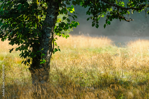 Soft sunlight dances among the leaves of a well-established tree while golden grasses sway gently in a peaceful meadow, showcasing nature’s early autums beauty. photo