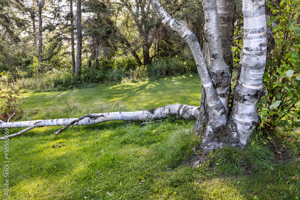Fallen birch tree White barked tree is down alongside its more healthy Fallen birch tree White barked tree is down alongside its more healthy