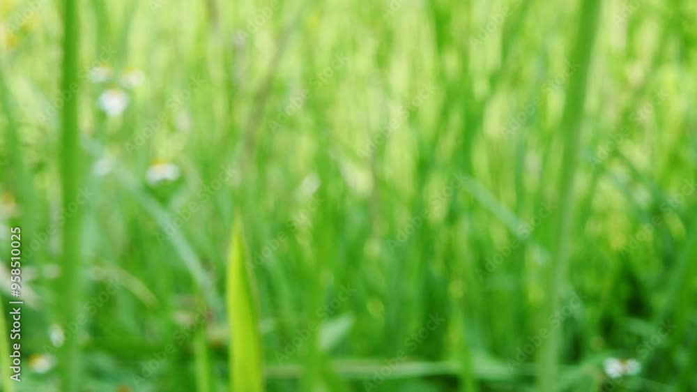 Beautiful blur natural meadow grass slowly swayed by wind blow abstract background. Defocused leaves and soft sunlight. Beautiful blur natural meadow grass slowly swayed by wind blow abstract background. Defocused leaves and soft sunlight.