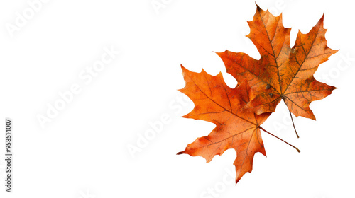 Two vibrant orange maple leaves rest against a clean white background, showcasing the beauty and simplicity of autumn foliage.