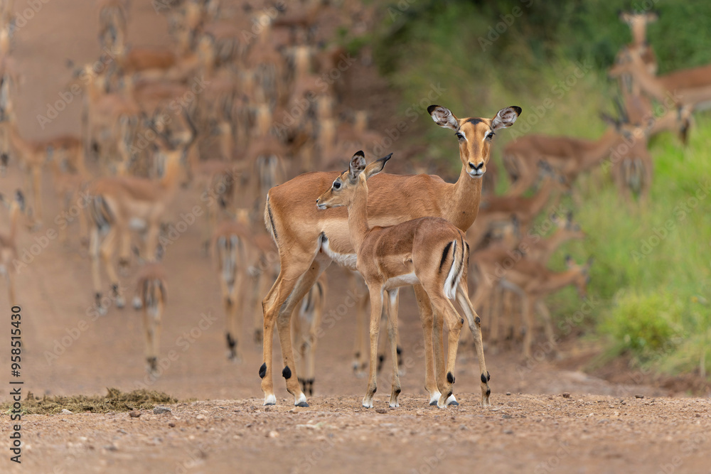 Impala herd passing a gravelroad in Kruger National Park in South Africa Impala herd passing a gravelroad in Kruger National Park in South Africa