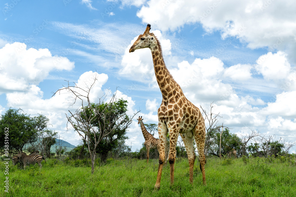 Obraz premium Giraffe in the green season in Zuka Private Game Reserve in Kwa Zulu Natal close to Mkuze in South Africa 