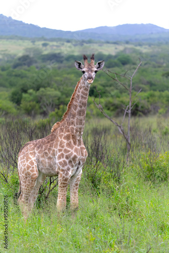 Giraffe in the green season in Zuka Private Game Reserve in Kwa Zulu Natal close to Mkuze in South Africa      photo