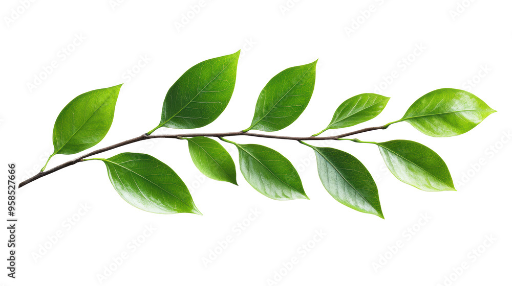 Green Leafy Branch on Transparent Background Green Leafy Branch on Transparent Background