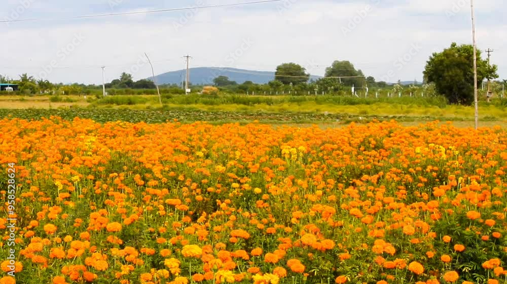 Video clip of beautiful field with yellow and orange marigold flowers. Video clip of beautiful field with yellow and orange marigold flowers.
