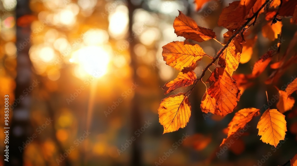 Beautiful autumn leaves glowing in the warm sunlight, capturing the essence of the fall season in a tranquil forest setting. Beautiful autumn leaves glowing in the warm sunlight, capturing the essence of the fall season in a tranquil forest setting.