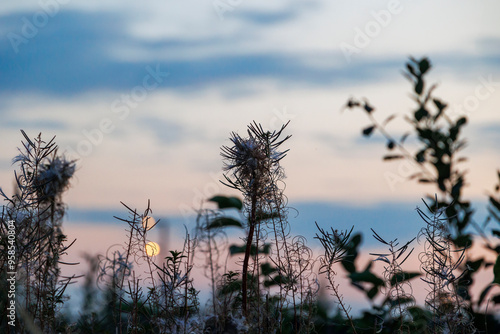 Yellow blades of grass in the evening against a blurred night sky in Augsburg photo