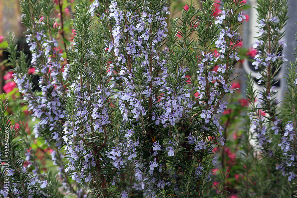 Rosmarin, Kräuter, Heilpflanze, Blüten, Strauch, Rosmarin, Kräuter, Heilpflanze, Blüten, Strauch,