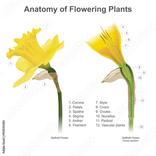 Anatomy of Flowering Plants. Cross section anatomy of flowering plants.