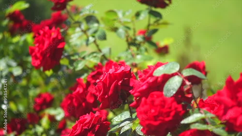 Red roses blooming in a garden, close up. Gardening, landscape design. Rose flowers growing, over green grass background. Landscaping, flower bed Red roses blooming in a garden, close up. Gardening, landscape design. Rose flowers growing, over green grass background. Landscaping, flower bed