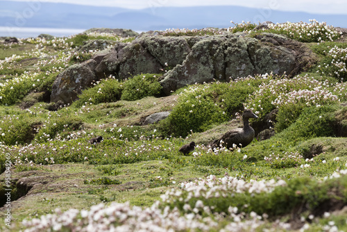  Common female Eider Duck Among Wildflowers on the Isle of May, Scotland