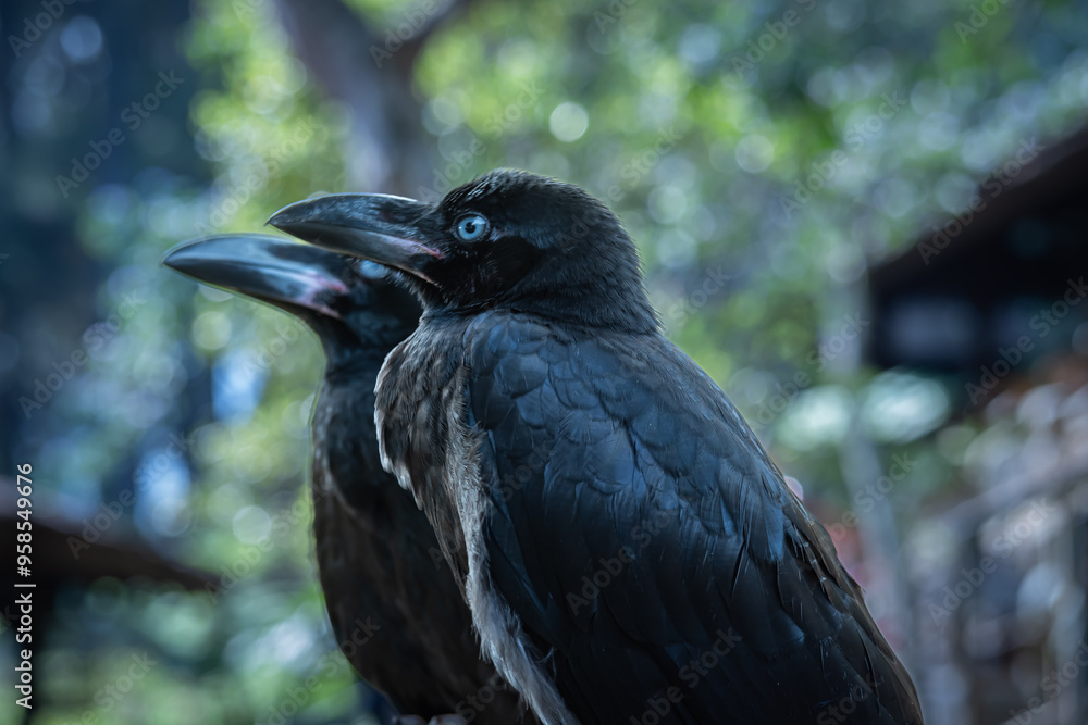 Obraz premium The common raven is a pet used as a decoration in a garden restaurant
