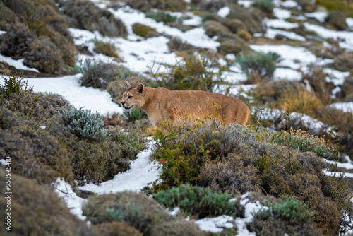 Puma walking in mountain environment, Torres del Paine National Park, Patagonia, Chile.