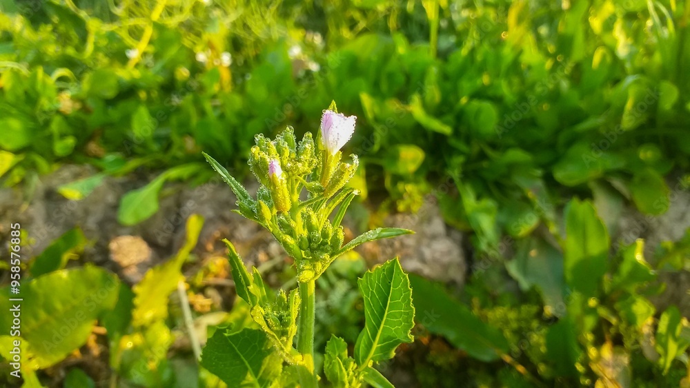 The Beauty and Benefits of Canola Flowers: A Blooming Wonder in Agriculture and Health The Beauty and Benefits of Canola Flowers: A Blooming Wonder in Agriculture and Health