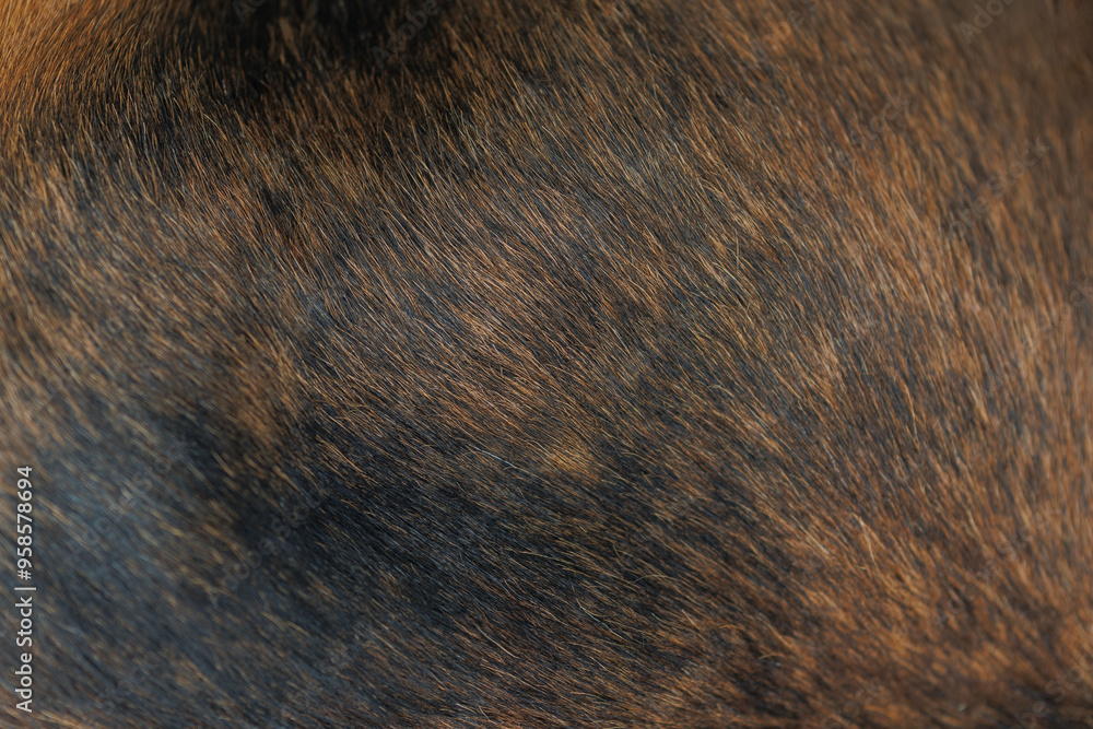 The texture of the skin and wool of a pig, horse, cow, sheep. Background for design. The texture of the skin and wool of a pig, horse, cow, sheep. Background for design.