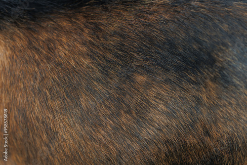 Wallpaper Mural The texture of the skin and wool of a pig, horse, cow, sheep. Background for design. Torontodigital.ca