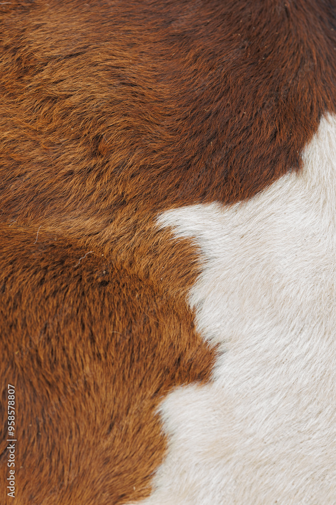 The texture of the skin and wool of a pig, horse, cow, sheep. Background for design. The texture of the skin and wool of a pig, horse, cow, sheep. Background for design.